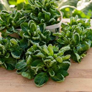 Mâche Coquille de Louviers